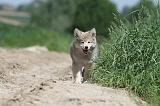 CHIEN FINNOIS DE LAPONIE 595